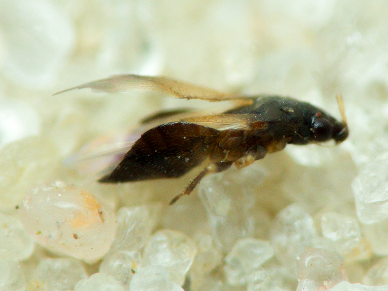Anthocoridae Fieber, 1837